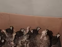 Turkeys — foto 4