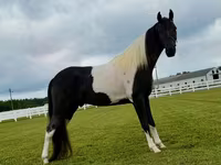 At, Tennessee Walking Horse — foto 7
