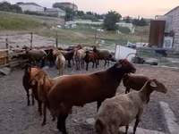 Qoç, Qoyunlar — foto 3