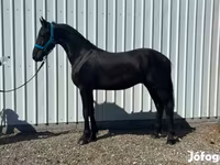 Cavalo, Friesian — foto 4