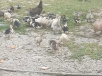 Ducks — foto 2