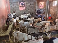 Goats (batch, sex not specified), Goats — photo 8