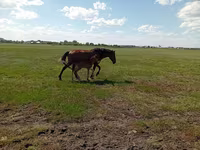Yegua, Kinsky horse — foto 5