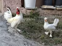 Chickens — photo 5