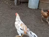 Chickens — foto 1
