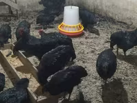 Chickens — photo 3