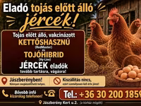 Danish hen — 3-rasm