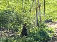 Chickens — photo 3