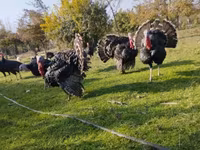Geniş Sinəli Ağ — foto 2