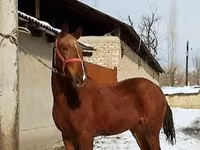 At, Karabair horse — foto 4