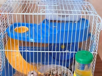 Hamster üçün tam dəst qəfəs Ağ və boz rəngli sevimli xamyaklardır — foto 4