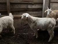 Kozioł, Kozy — zdjęcie 3