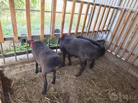 Baran, Hissar sheep — zdjęcie 3