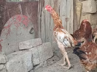 Chickens — foto 7