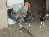 Chickens — photo 7