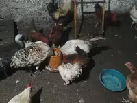 Chickens — photo 6