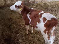 Buğa, Simmental cattle — foto 1