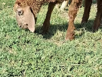 Ziegenbock, Ziegen — Foto 3