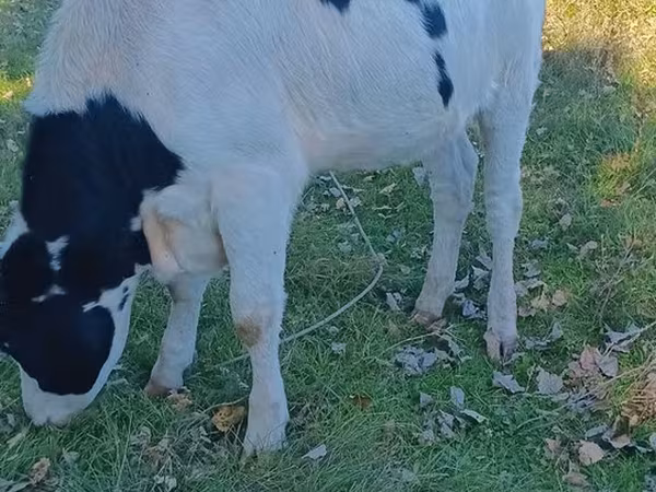 بقرة, Russian Black pied cattle
