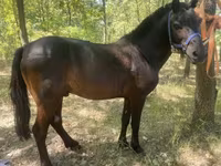 Cavalo, Indian half-bred — foto 2