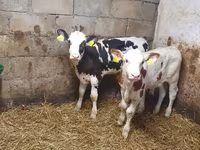 ثور, Simmental cattle — الصورة 2