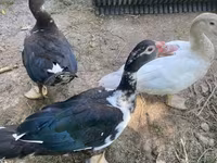 Ducks — 照片 4