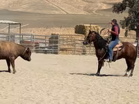 At, Quarter Horse — foto 5