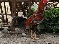Chickens — photo 3