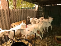 Keçilər (partiya, cinsi göstərilməyib), Pomellata goat — foto 3