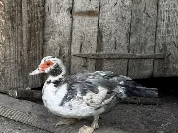 Ducks — Azerbaijan