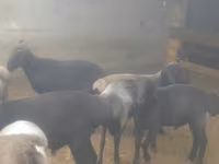 公羊, Sheep — 照片 7