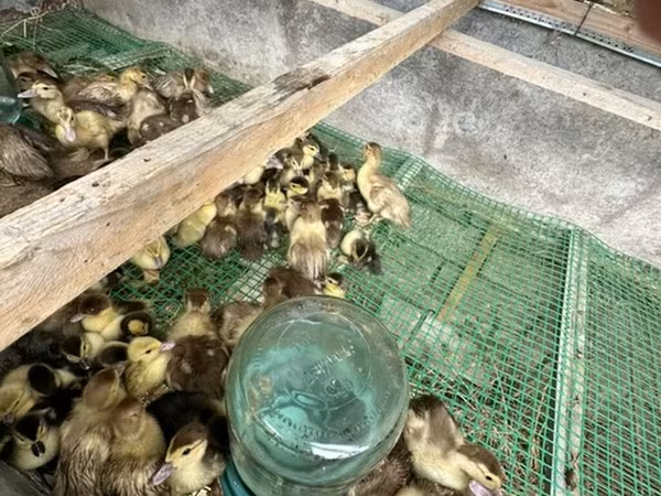 Ducks