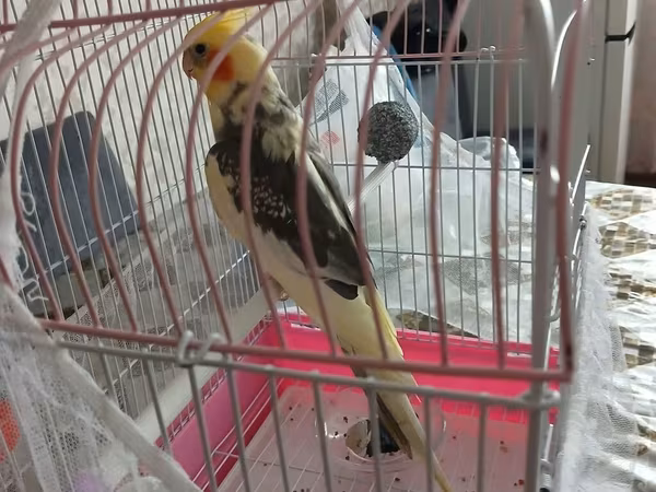 Nimfa (cockatiel) tutuquşu və qəfəs dəsti - Növ: Nimfa (cockatiel) –
