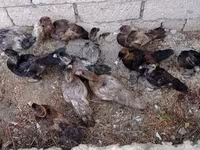Ducks — photo 1