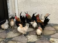 Chickens — الصورة 2