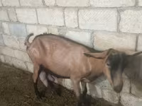 عنزة, Alpine goat — الصورة 2