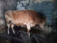 Buğa, Simmental cattle — foto 3