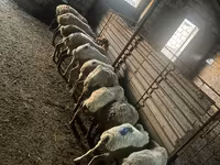 Qoç, Qoyunlar — foto 5