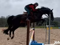Kůň, Belgian warmblood horse — foto 2