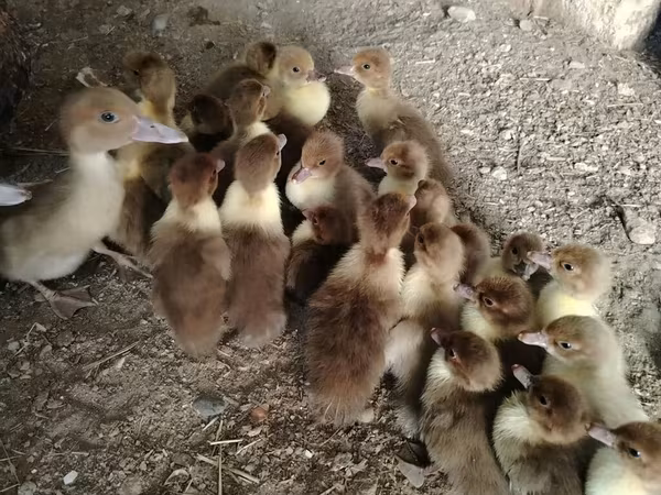 Ducks — Azerbaijan