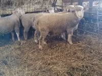Baran, Ile-de-France sheep — zdjęcie 4
