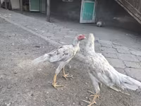 Gallinas Shamo — foto 2