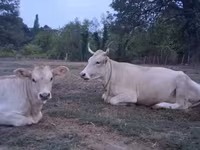 Vaca, Raça Carpatiana Marrom — foto 3