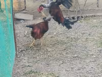 Chickens — foto 3