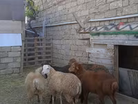 Qoç, Qoyunlar — foto 2