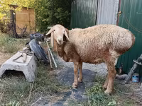 كبش, Rhon sheep — الصورة 1