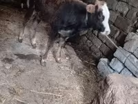 Buğa, Mal-qara — foto 4