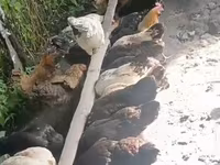 Chickens — photo 1