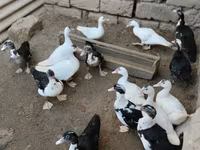 Ducks — الصورة 1