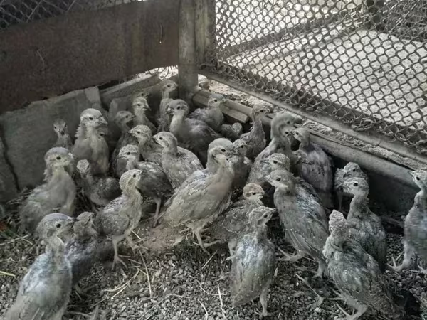 Guinea fowl — أرمينيا